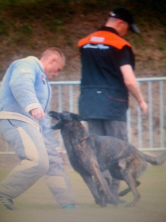 Boukhis